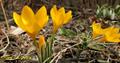Crocus aureus